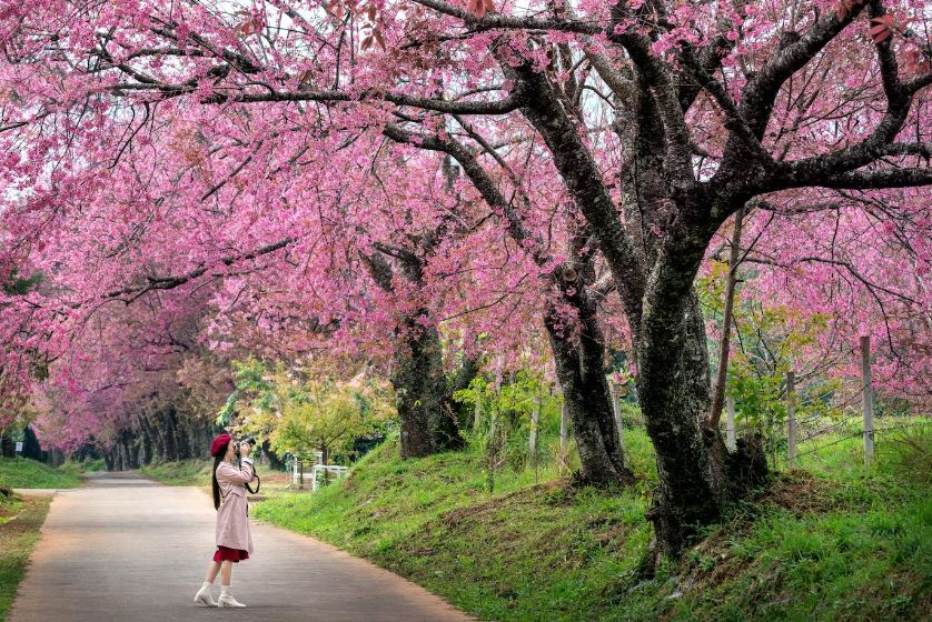 Untitled - Mùa hoa anh đào Đài Loan tháng mấy?